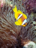 Clownfish on Shaab Sharm
