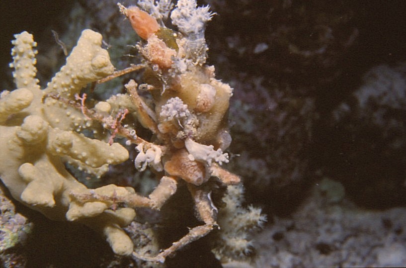 Photograph of Crab