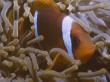 Clownfish, Red Sea