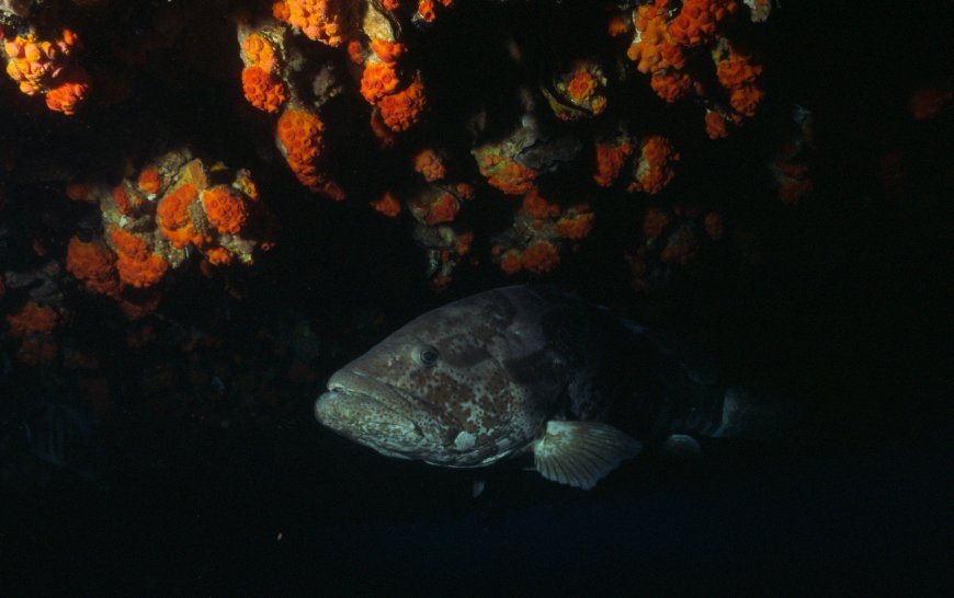 Australian Grouper photo