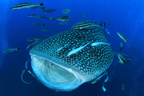 Whaleshark in the Sea of Cortez, Mexico