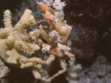 Crab, Red Sea