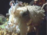 Cuttlefish, Red Sea