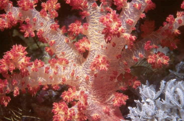 Red Soft coral on Daedelus Reef