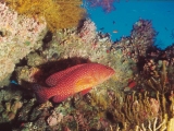 Grouper, Red Sea