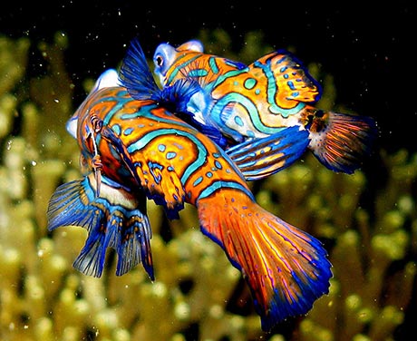 Mandarin Fish Mating