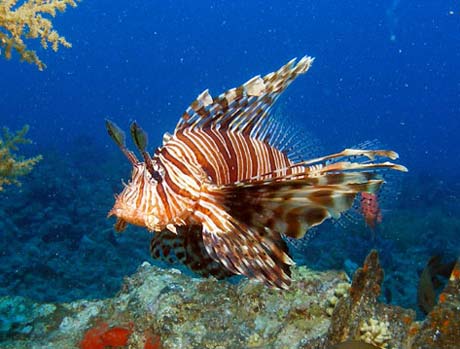 Common Lion Fish in Red Sea by Tim Nicholson