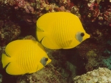 Butterfly Fish, Red Sea