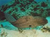Giant Moray Eel, Red Sea