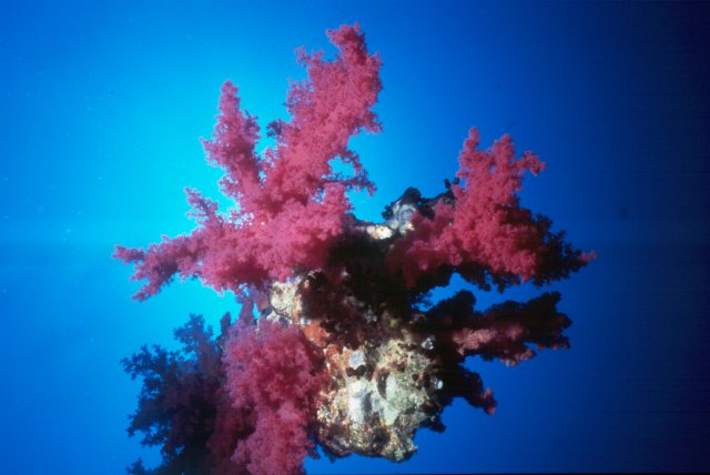 Pink Soft coral, Dendronephtya hemprichi on the Numidia wreck