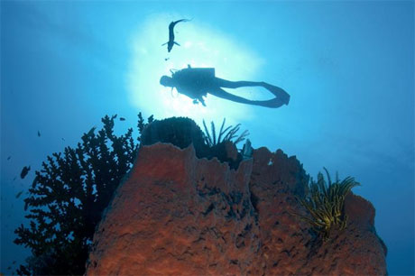 Diver in Papua New Guinea