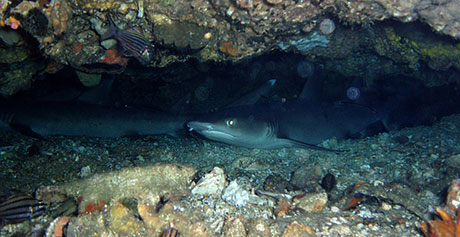 Diving Malapascua