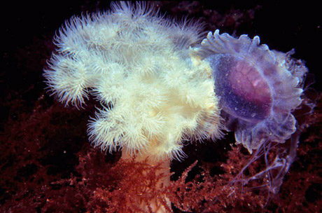 Plumose Anemone with jellyfish