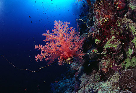 Soft Coral by Tim Nicholson