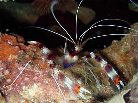 Stenopus hispidus - banded boxer shrimp