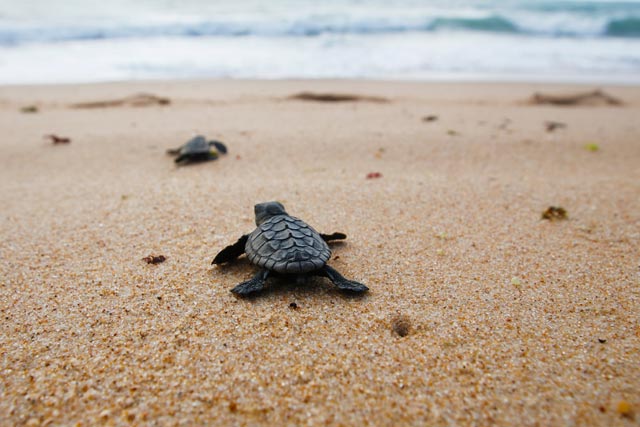 Baby turtles making for the sea