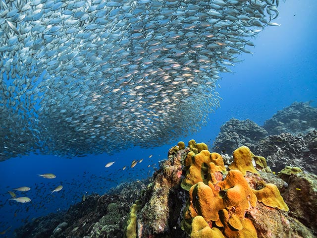 Fish school, Curacao