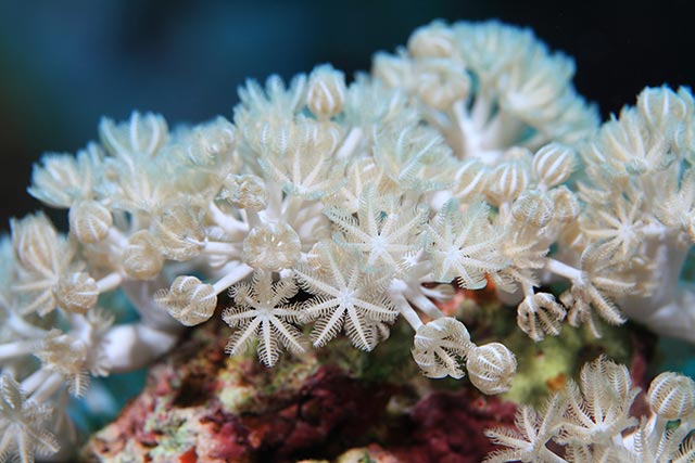 Xenia coral, Red Sea
