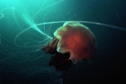 lions mane jellyfish