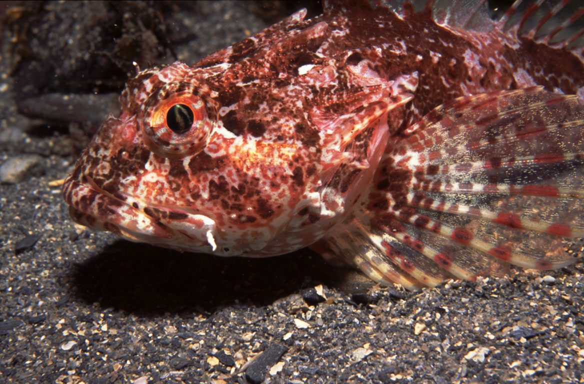 Scorpion fish Photo