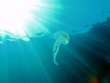 Jellyfish, Ustica
