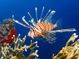 Lionfish  over soft corals in the Red Sea