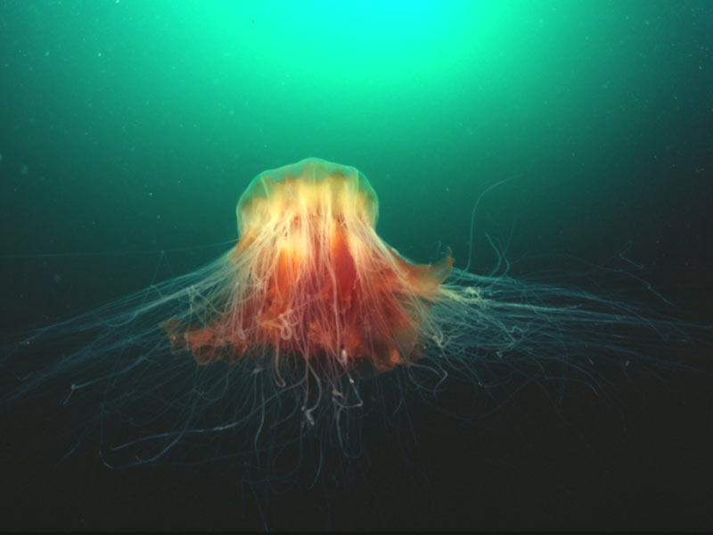 Arctic Mane Jellyfish