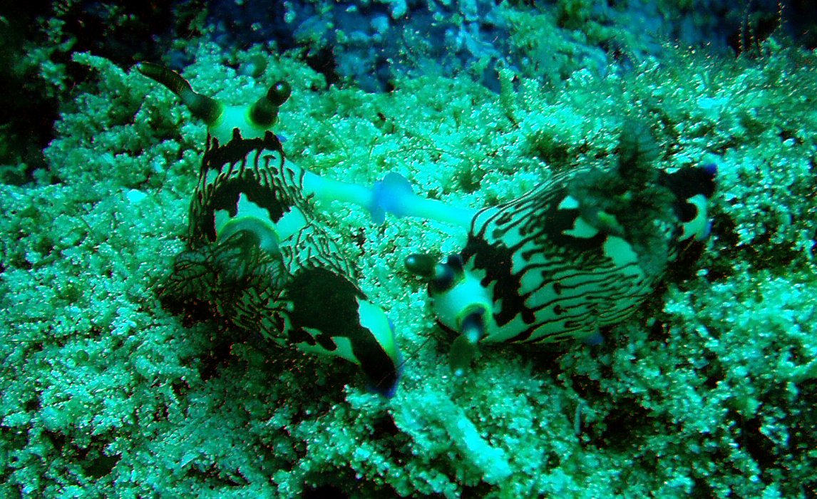 Mating Nudibranch picture