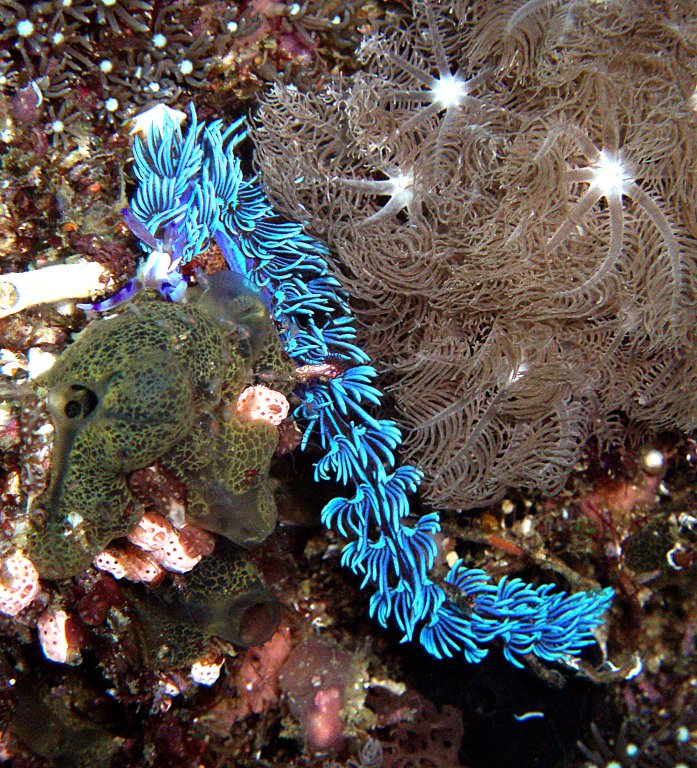 Nudibranch picture