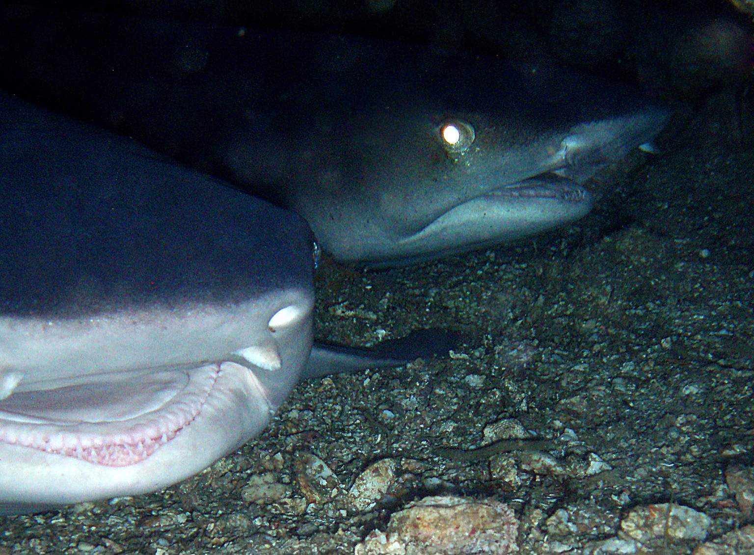 Thresher Shark, Alopias pelagicus picture