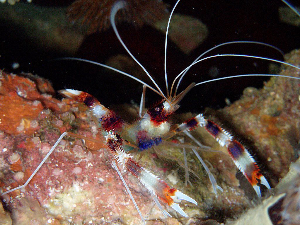 Banded Boxer Shrimp, Stenopus hispidus picture