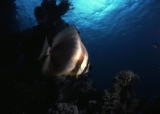 Batfish, Red Sea