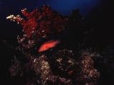 Coral Grouper, Abu Dabbab,Red Sea