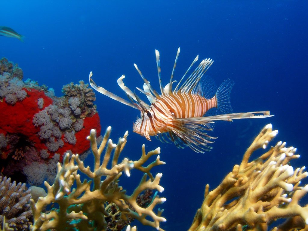 Lion Fish in Red Sea by Tim Nicholson