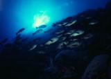 Macolor niger, Dungus Reef, Red Sea