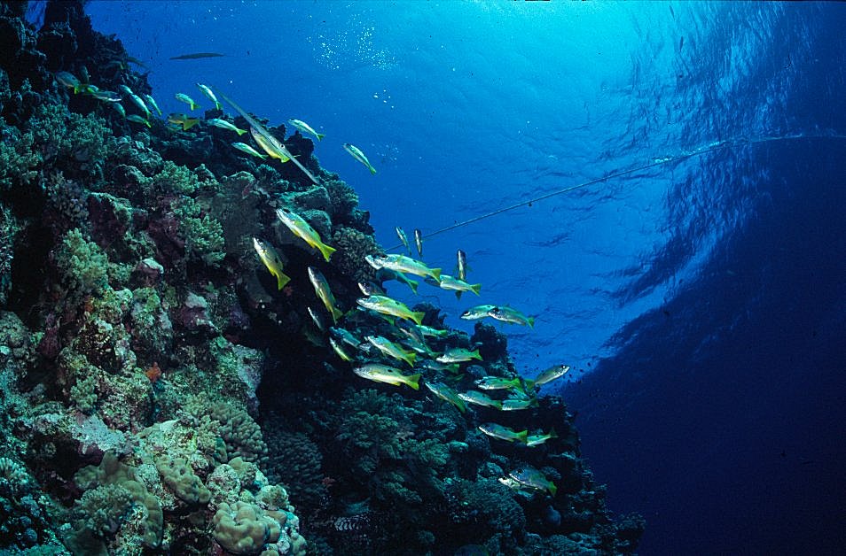 Shoal of Snapper on Red Sea Coral Reef