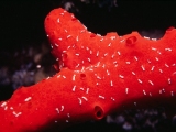 Sponge, Ras Samadai, Red Sea