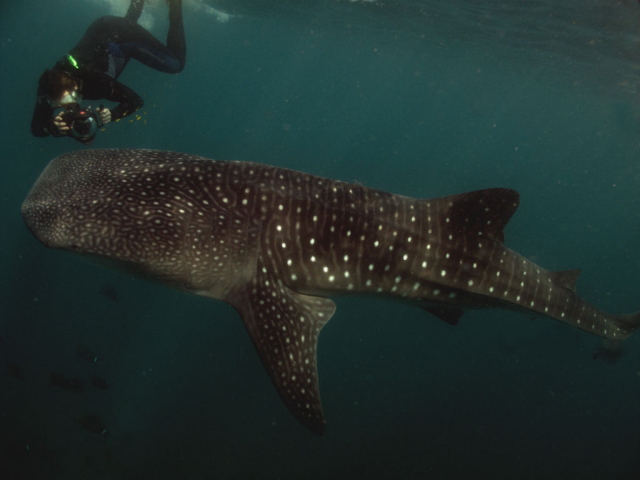 Whale shark and snorkeller in Djibouti