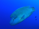 Humphead Wrasse on Little Brother