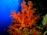 Soft coral on Little Brother