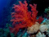 Soft Coral on Big Brother