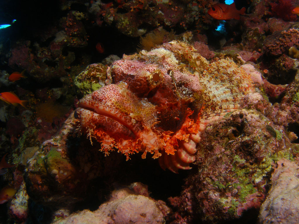 Tassled Scorpionfish, one of the most venomous fish in the world.