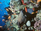 Moray eel with anthias, Red Sea