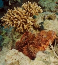 Scorpionfish, Red Sea