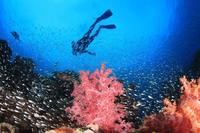 Diving Koh Phi Phi