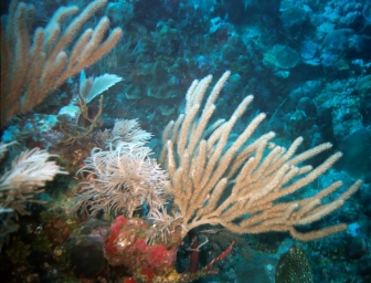 Reef at Utilia, Honduras - copyright Bill Mashek
