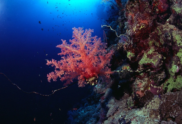Photograph of Soft Coral in Red Sea