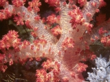Soft coral on Daedelus Reef, Red Sea