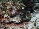 Spotted Eel, Cozumel