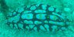 Nudibranch, Wart sea slug